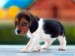 beagle-puppy.jpg   1