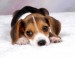 beagle_pup.jpg 2