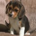 beagle1.jpg 3